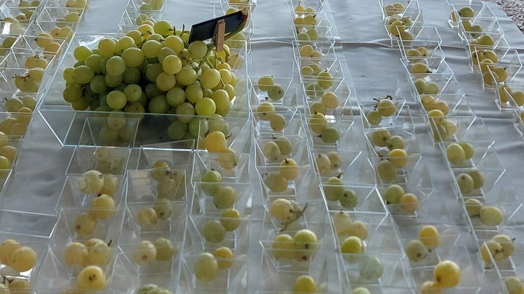 Macfrut Table Grape Symposium_02|Macfrut Table Grape Symposium_01
